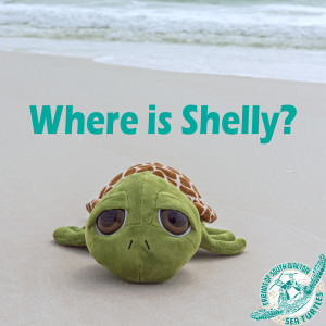 where is shelly