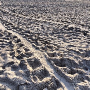 Loggerhead turtle tracks at Alys Beach found June 2015