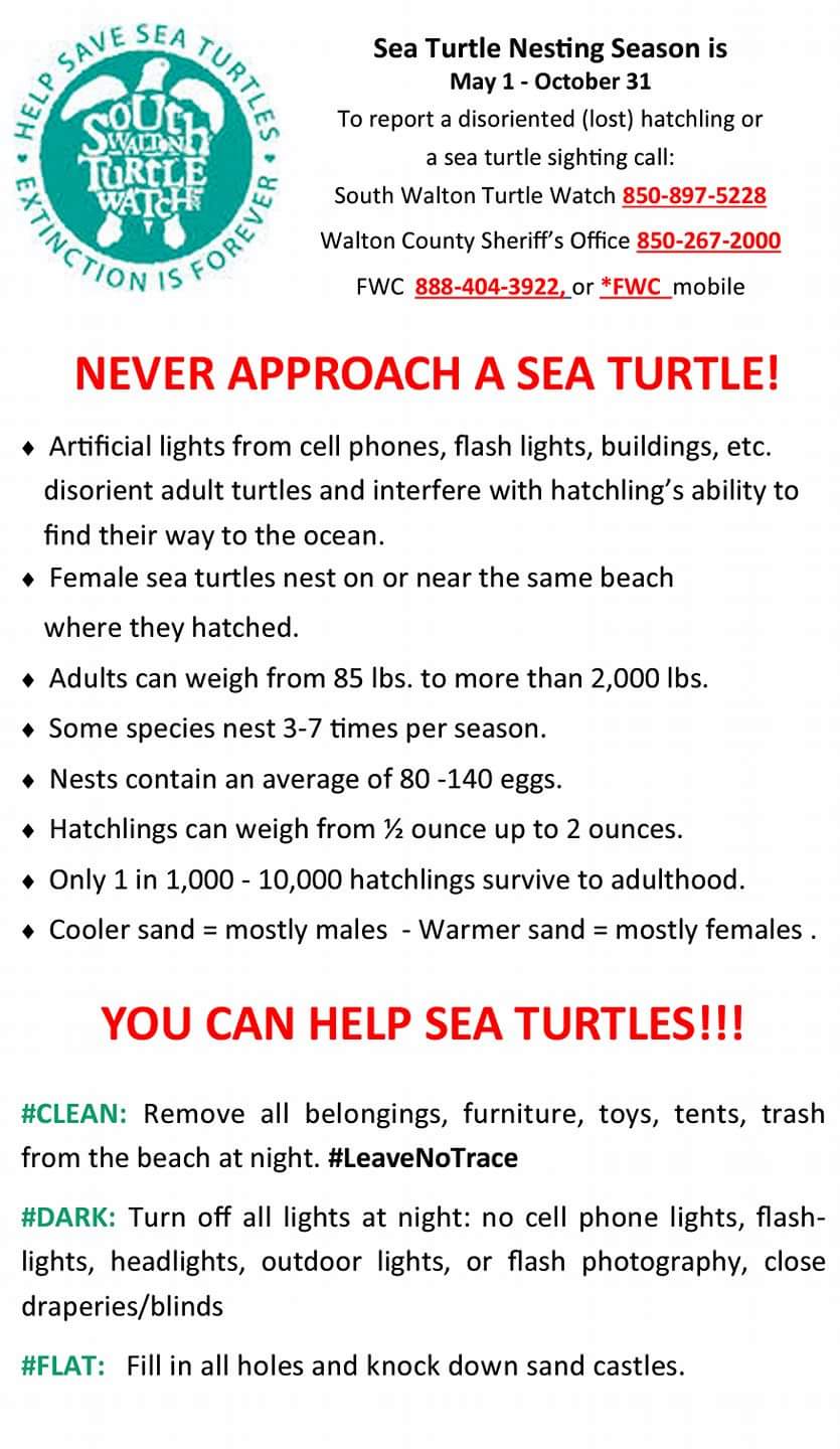 Never Approach a Sea Turtle